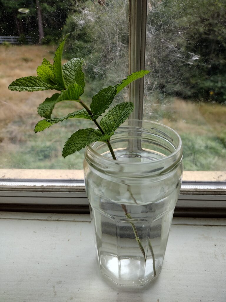 Mint cutting in jar of water in south-facing bedroom window